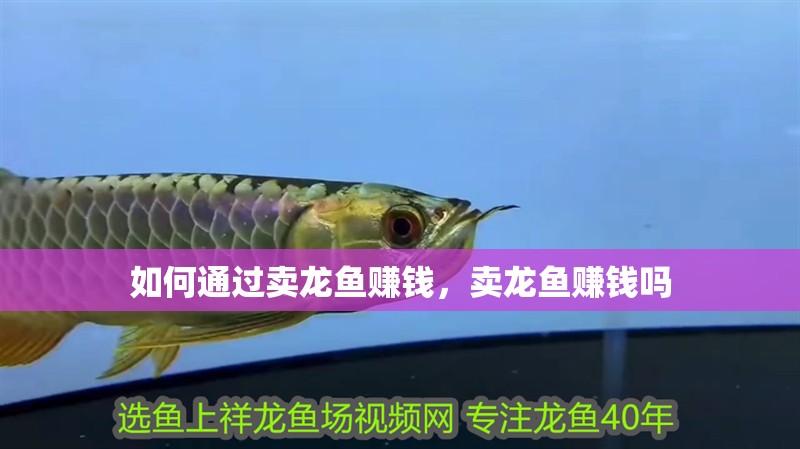 如何通過賣龍魚賺錢，賣龍魚賺錢嗎