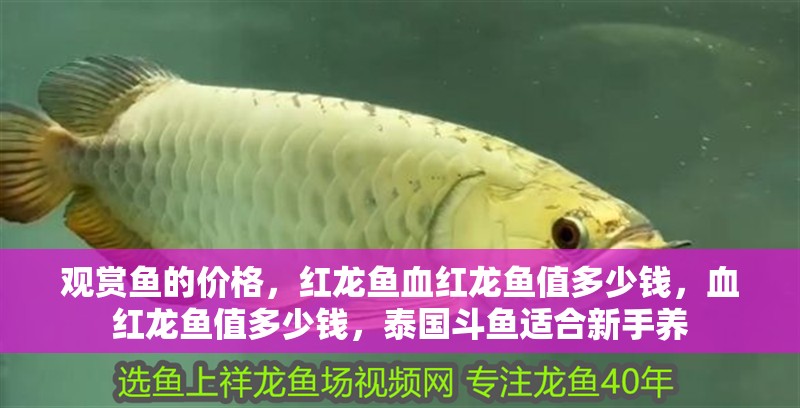 觀賞魚的價格，紅龍魚血紅龍魚值多少錢，血紅龍魚值多少錢，泰國斗魚適合新手養