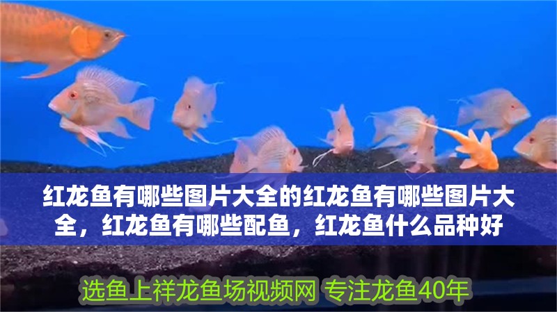 紅龍魚有哪些圖片大全的紅龍魚有哪些圖片大全，紅龍魚有哪些配魚，紅龍魚什么品種好