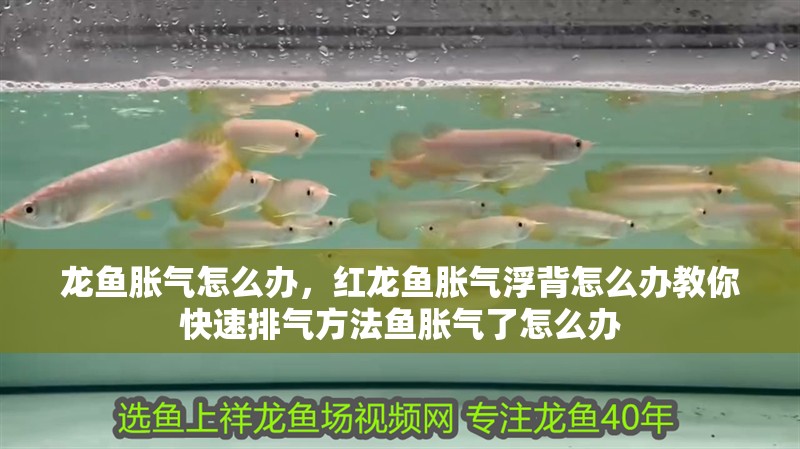 龍魚脹氣怎么辦，紅龍魚脹氣浮背怎么辦教你快速排氣方法魚脹氣了怎么辦