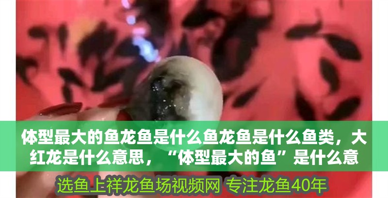 體型最大的魚龍魚是什么魚龍魚是什么魚類，大紅龍是什么意思，“體型最大的魚”是什么意思
