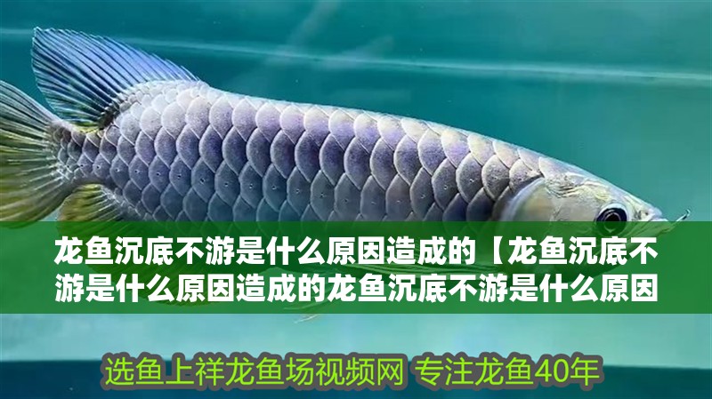 龍魚沉底不游是什么原因造成的【龍魚沉底不游是什么原因造成的龍魚沉底不游是什么原因造成的】