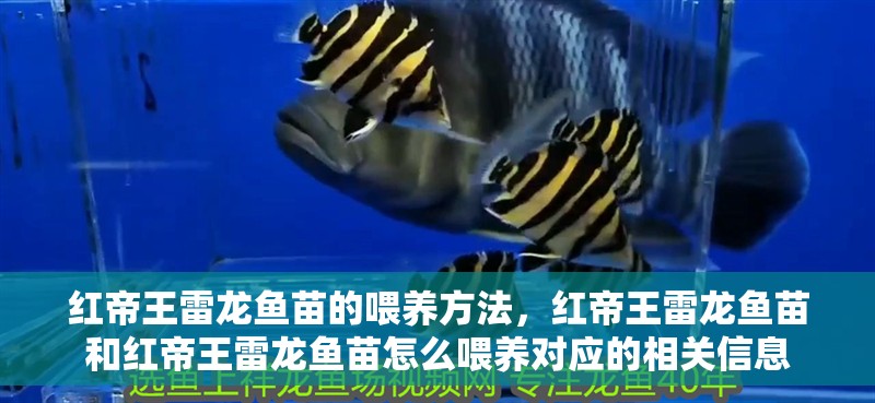 紅帝王雷龍魚苗的喂養方法，紅帝王雷龍魚苗和紅帝王雷龍魚苗怎么喂養對應的相關信息