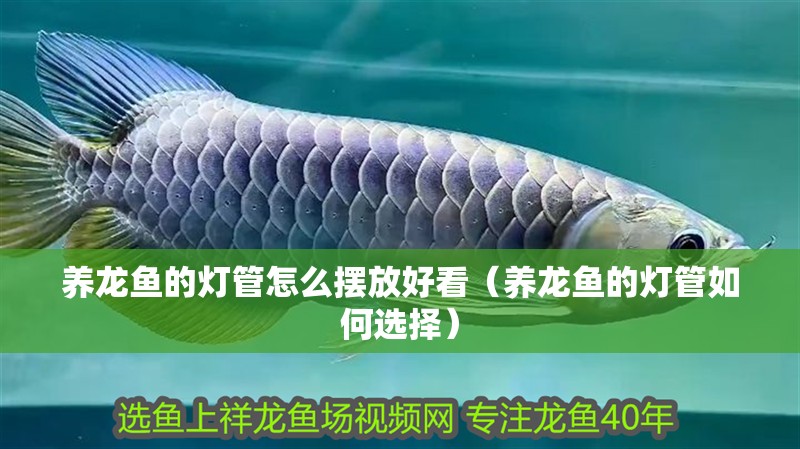 養龍魚的燈管怎么擺放好看（養龍魚的燈管如何選擇）