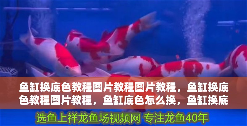 魚缸換底色教程圖片教程圖片教程，魚缸換底色教程圖片教程，魚缸底色怎么換，魚缸換底色教程