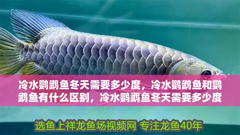 冷水鸚鵡魚冬天需要多少度，冷水鸚鵡魚和鸚鵡魚有什么區別，冷水鸚鵡魚冬天需要多少度水溫