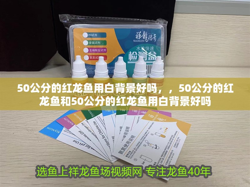 50公分的紅龍魚用白背景好嗎，，50公分的紅龍魚和50公分的紅龍魚用白背景好嗎