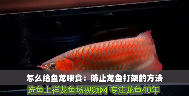 怎么給魚龍喂食：防止龍魚打架的方法