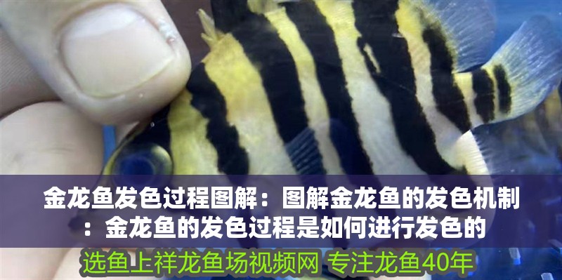 金龍魚(yú)發(fā)色過(guò)程圖解：圖解金龍魚(yú)的發(fā)色機(jī)制：金龍魚(yú)的發(fā)色過(guò)程是如何進(jìn)行發(fā)色的