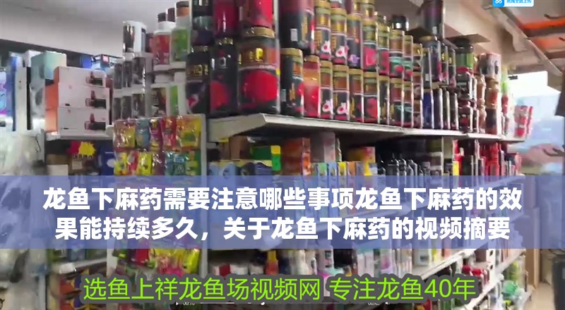 龍魚下麻藥需要注意哪些事項龍魚下麻藥的效果能持續(xù)多久，關(guān)于龍魚下麻藥的視頻摘要