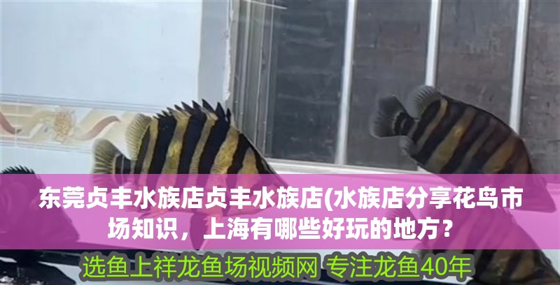 東莞貞豐水族店貞豐水族店(水族店分享花鳥市場知識，上海有哪些好玩的地方？