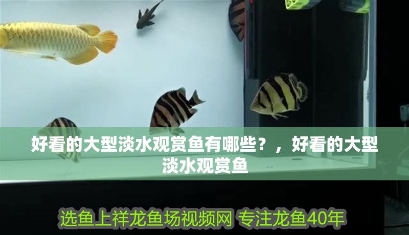 好看的大型淡水觀賞魚(yú)有哪些？，好看的大型淡水觀賞魚(yú)