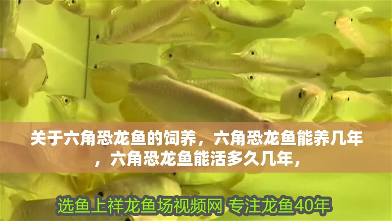 關(guān)于六角恐龍魚的飼養(yǎng)，六角恐龍魚能養(yǎng)幾年，六角恐龍魚能活多久幾年，