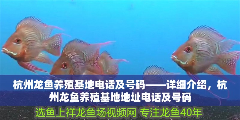 杭州龍魚養(yǎng)殖基地電話及號碼——詳細介紹，杭州龍魚養(yǎng)殖基地地址電話及號碼