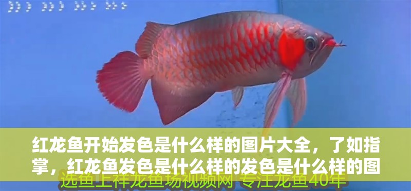 紅龍魚(yú)開(kāi)始發(fā)色是什么樣的圖片大全，了如指掌，紅龍魚(yú)發(fā)色是什么樣的發(fā)色是什么樣的圖片大全大圖解