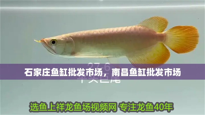 石家莊魚缸批發(fā)市場(chǎng)，南昌魚缸批發(fā)市場(chǎng)