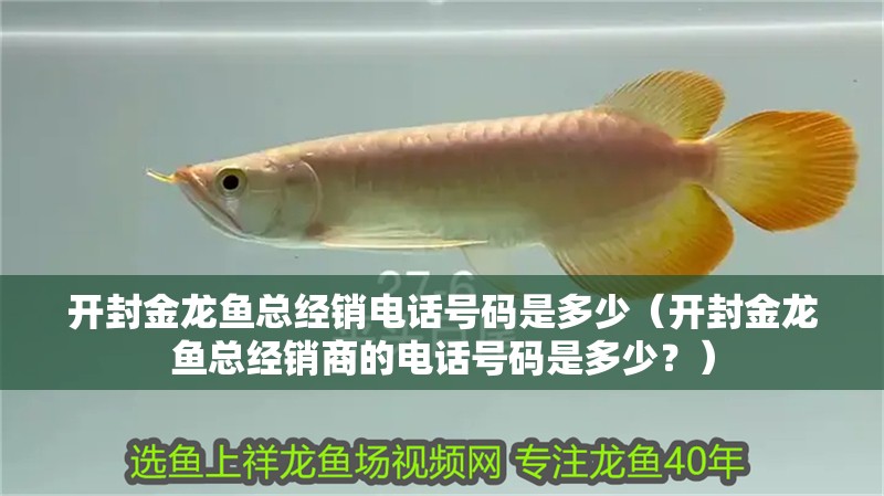 開封金龍魚總經銷電話號碼是多少（開封金龍魚總經銷商的電話號碼是多少？）