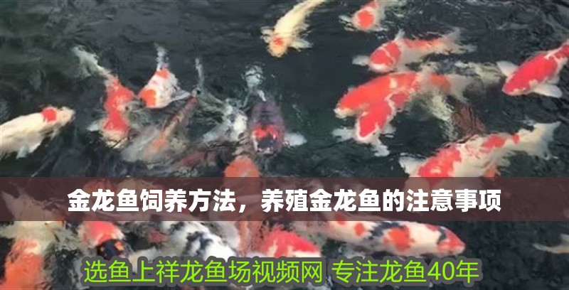 金龍魚飼養方法，養殖金龍魚的注意事項