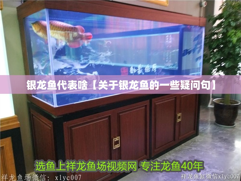 銀龍魚代表啥【關于銀龍魚的一些疑問句】