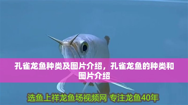 孔雀龍魚種類及圖片介紹，孔雀龍魚的種類和圖片介紹