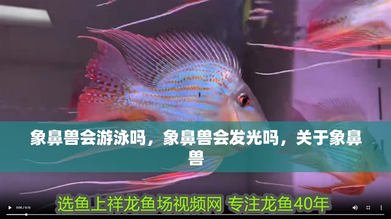 象鼻獸會(huì)游泳嗎，象鼻獸會(huì)發(fā)光嗎，關(guān)于象鼻獸