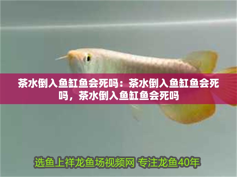 茶水倒入魚缸魚會死嗎：茶水倒入魚缸魚會死嗎，茶水倒入魚缸魚會死嗎