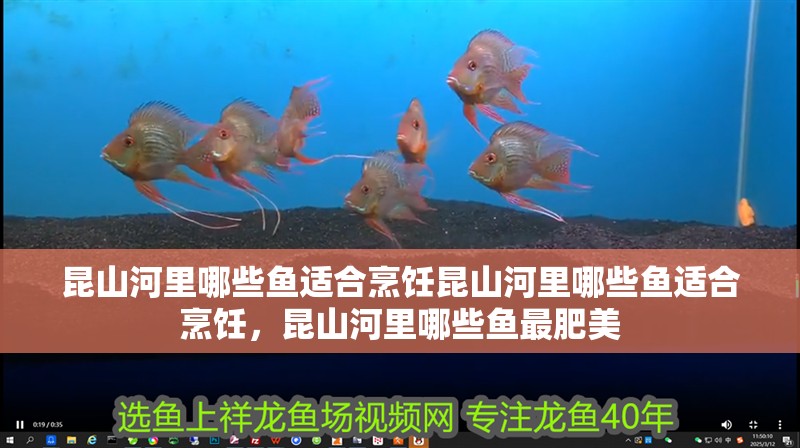 昆山河里哪些魚適合烹飪昆山河里哪些魚適合烹飪，昆山河里哪些魚最肥美