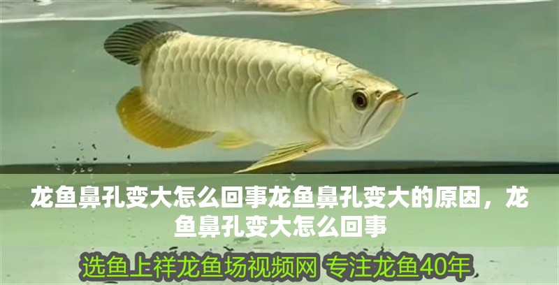 龍魚鼻孔變大怎么回事龍魚鼻孔變大的原因，龍魚鼻孔變大怎么回事 龍魚鼻孔變大怎么回事龍魚鼻孔變大的原因，龍魚鼻孔變大怎么回事 觀賞魚百科 第4張