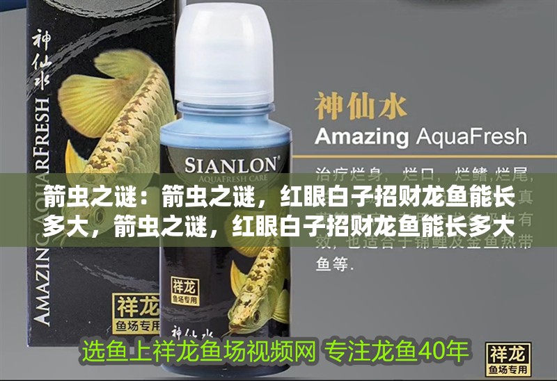 箭蟲之謎：箭蟲之謎，紅眼白子招財龍魚能長多大，箭蟲之謎，紅眼白子招財龍魚能長多大