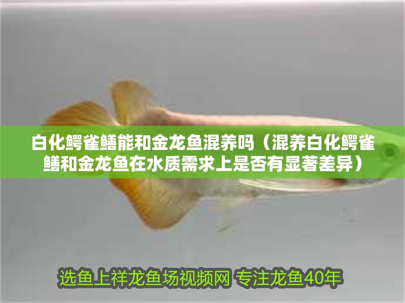 白化鱷雀鱔能和金龍魚混養嗎（混養白化鱷雀鱔和金龍魚在水質需求上是否有顯著差異）