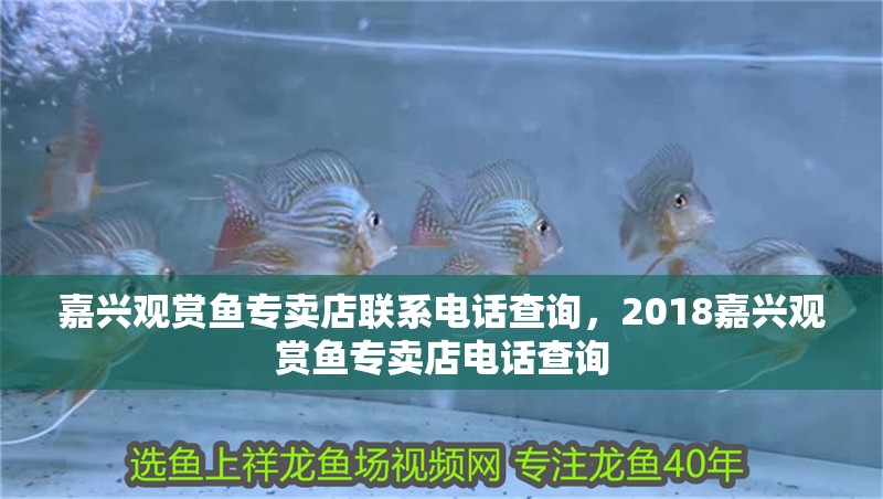 嘉興觀賞魚專賣店聯系電話查詢，2018嘉興觀賞魚專賣店電話查詢