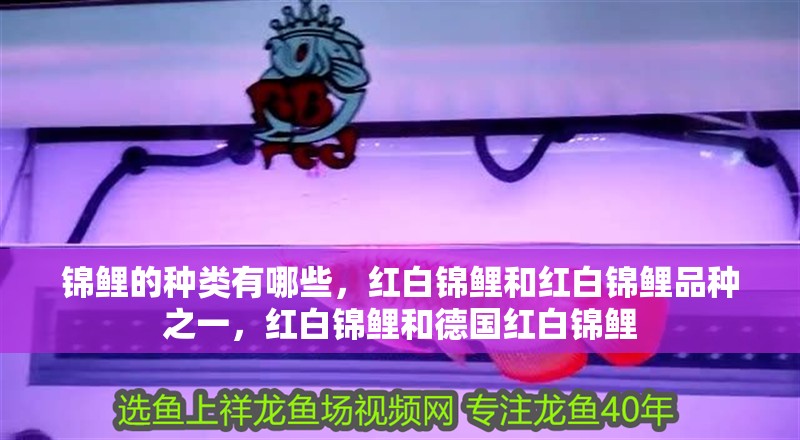 錦鯉的種類有哪些，紅白錦鯉和紅白錦鯉品種之一，紅白錦鯉和德國紅白錦鯉