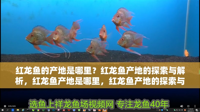 紅龍魚的產地是哪里？紅龍魚產地的探索與解析，紅龍魚產地是哪里，紅龍魚產地的探索與解析