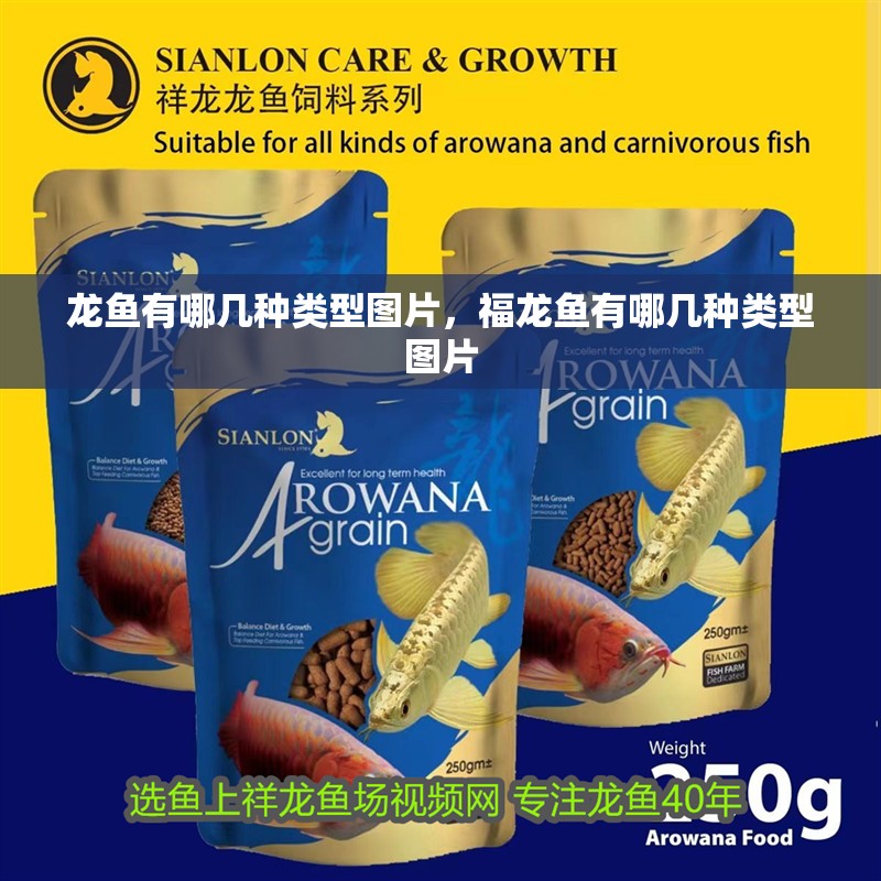 龍魚有哪幾種類型圖片，福龍魚有哪幾種類型圖片