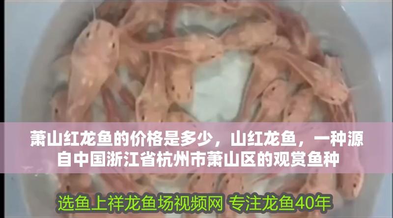 蕭山紅龍魚的價格是多少，山紅龍魚，一種源自中國浙江省杭州市蕭山區(qū)的觀賞魚種