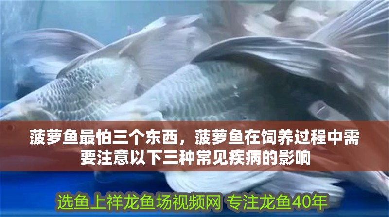 菠蘿魚最怕三個東西，菠蘿魚在飼養過程中需要注意以下三種常見疾病的影響