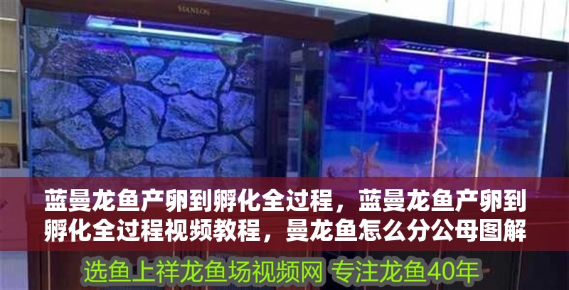 藍曼龍魚產卵到孵化全過程，藍曼龍魚產卵到孵化全過程視頻教程，曼龍魚怎么分公母圖解