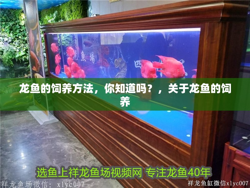 龍魚的飼養方法，你知道嗎？，關于龍魚的飼養