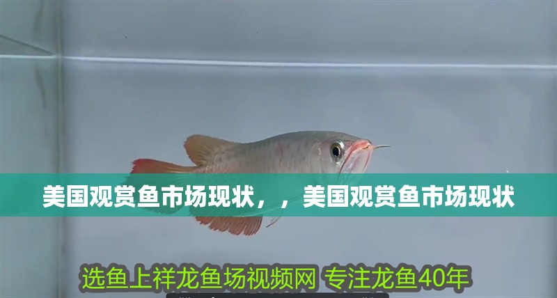 美國觀賞魚市場現狀，，美國觀賞魚市場現狀