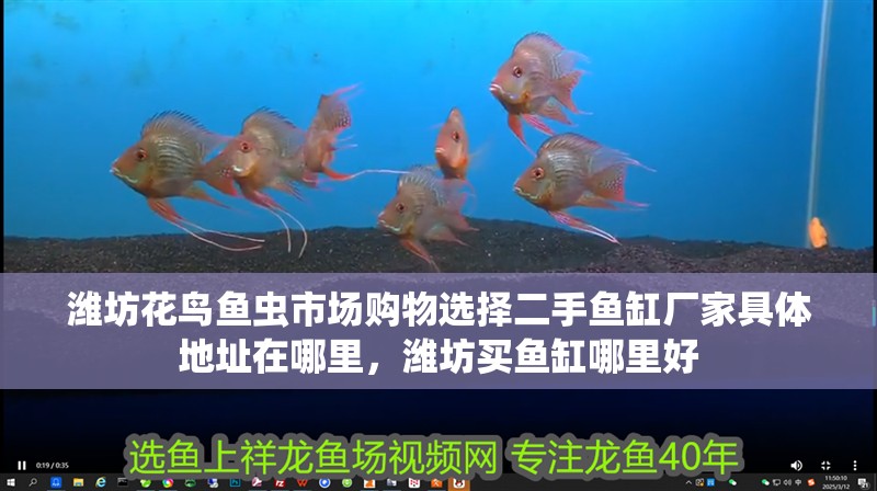 濰坊花鳥魚蟲市場購物選擇二手魚缸廠家具體地址在哪里，濰坊買魚缸哪里好