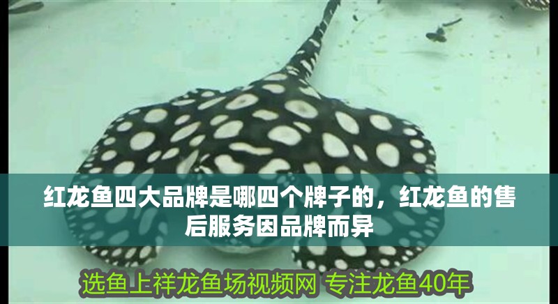 紅龍魚四大品牌是哪四個牌子的，紅龍魚的售后服務因品牌而異