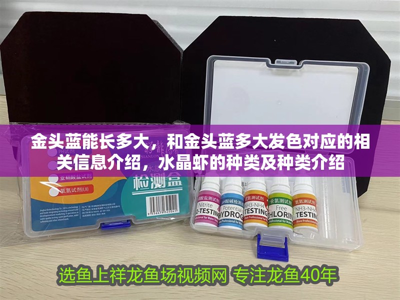 金頭藍能長多大，和金頭藍多大發(fā)色對應的相關信息介紹，水晶蝦的種類及種類介紹