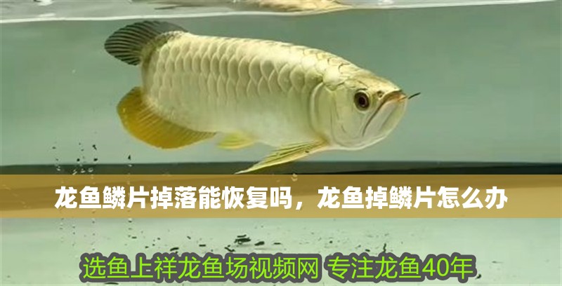 龍魚鱗片掉落能恢復嗎，龍魚掉鱗片怎么辦 龍魚鱗片掉落能恢復嗎，龍魚掉鱗片怎么辦 觀賞魚百科 第5張