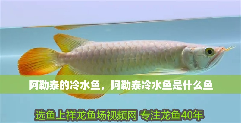 阿勒泰的冷水魚(yú)，阿勒泰冷水魚(yú)是什么魚(yú)