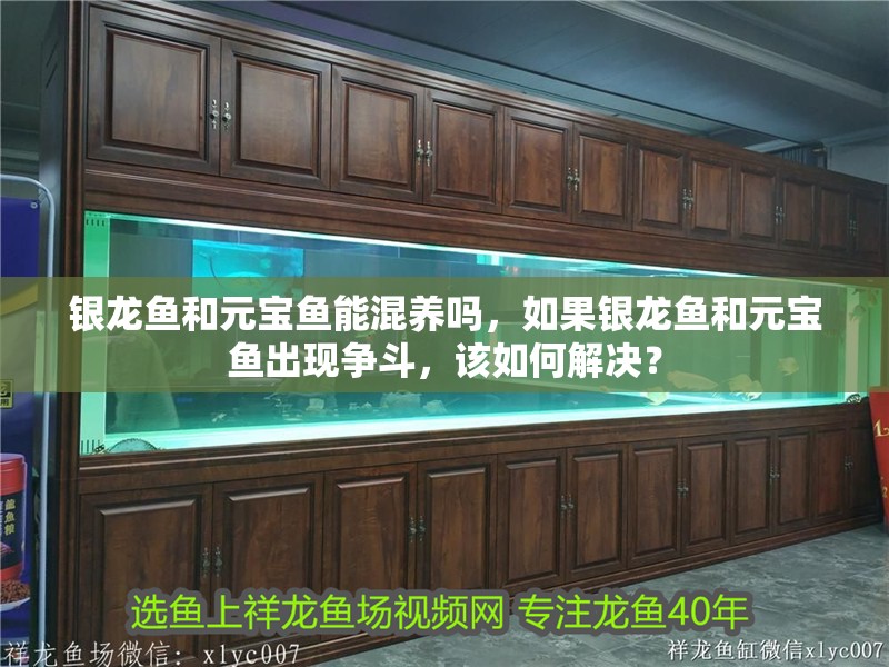 銀龍魚和元寶魚能混養嗎，如果銀龍魚和元寶魚出現爭斗，該如何解決？
