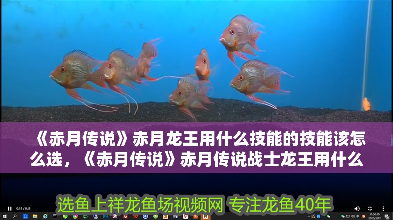 《赤月傳說》赤月龍王用什么技能的技能該怎么選，《赤月傳說》赤月傳說戰士龍王用什么技能的技能搭配