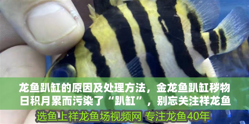 龍魚趴缸的原因及處理方法，金龍魚趴缸穢物日積月累而污染了“趴缸”，別忘關注祥龍魚場