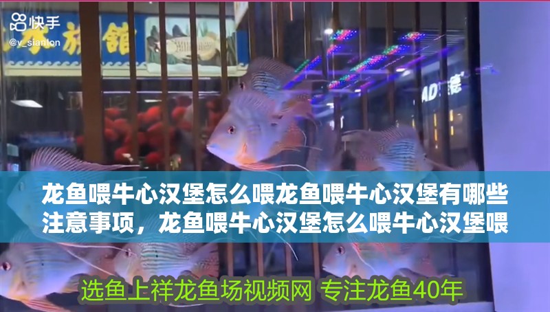 龍魚喂牛心漢堡怎么喂龍魚喂牛心漢堡有哪些注意事項，龍魚喂牛心漢堡怎么喂牛心漢堡喂食技巧與儲存方法