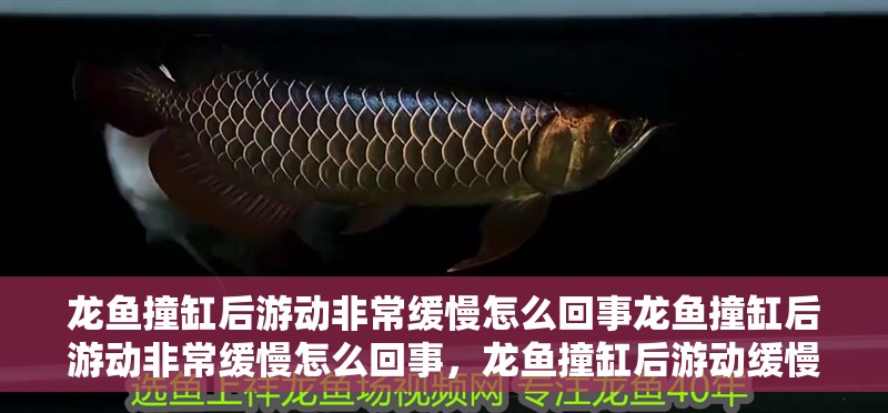 龍魚撞缸后游動非常緩慢怎么回事龍魚撞缸后游動非常緩慢怎么回事，龍魚撞缸后游動緩慢怎么回事龍魚撞缸后游動非常緩慢怎么回事