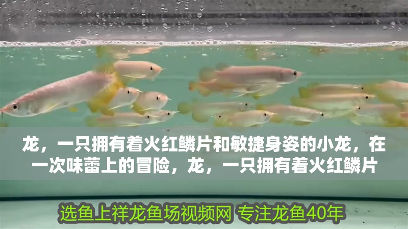 龍，一只擁有著火紅鱗片和敏捷身姿的小龍，在一次味蕾上的冒險(xiǎn)，龍，一只擁有著火紅鱗片和敏捷身姿的小龍